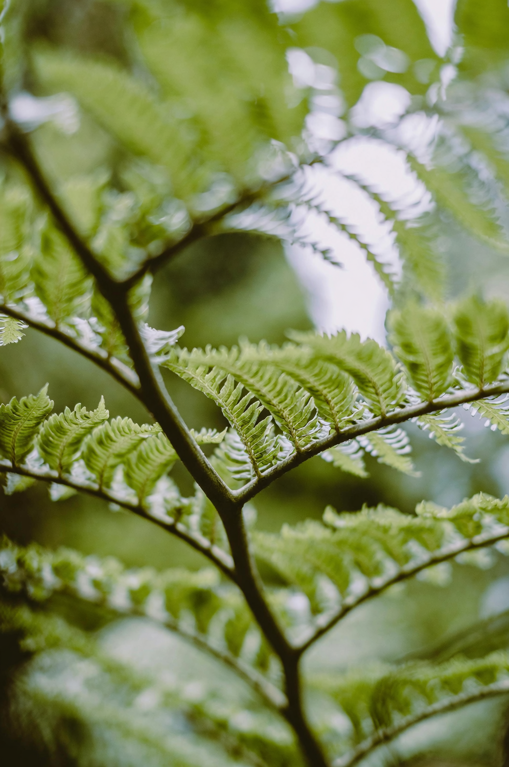 Boston fern bottom watering sink