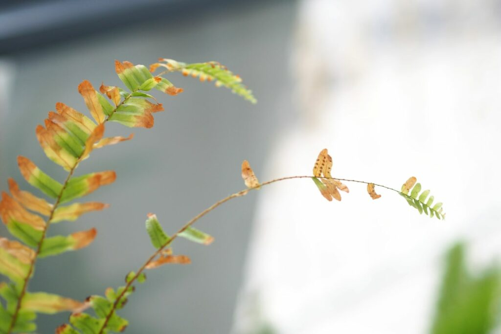 Boston fern brown tips close-up
