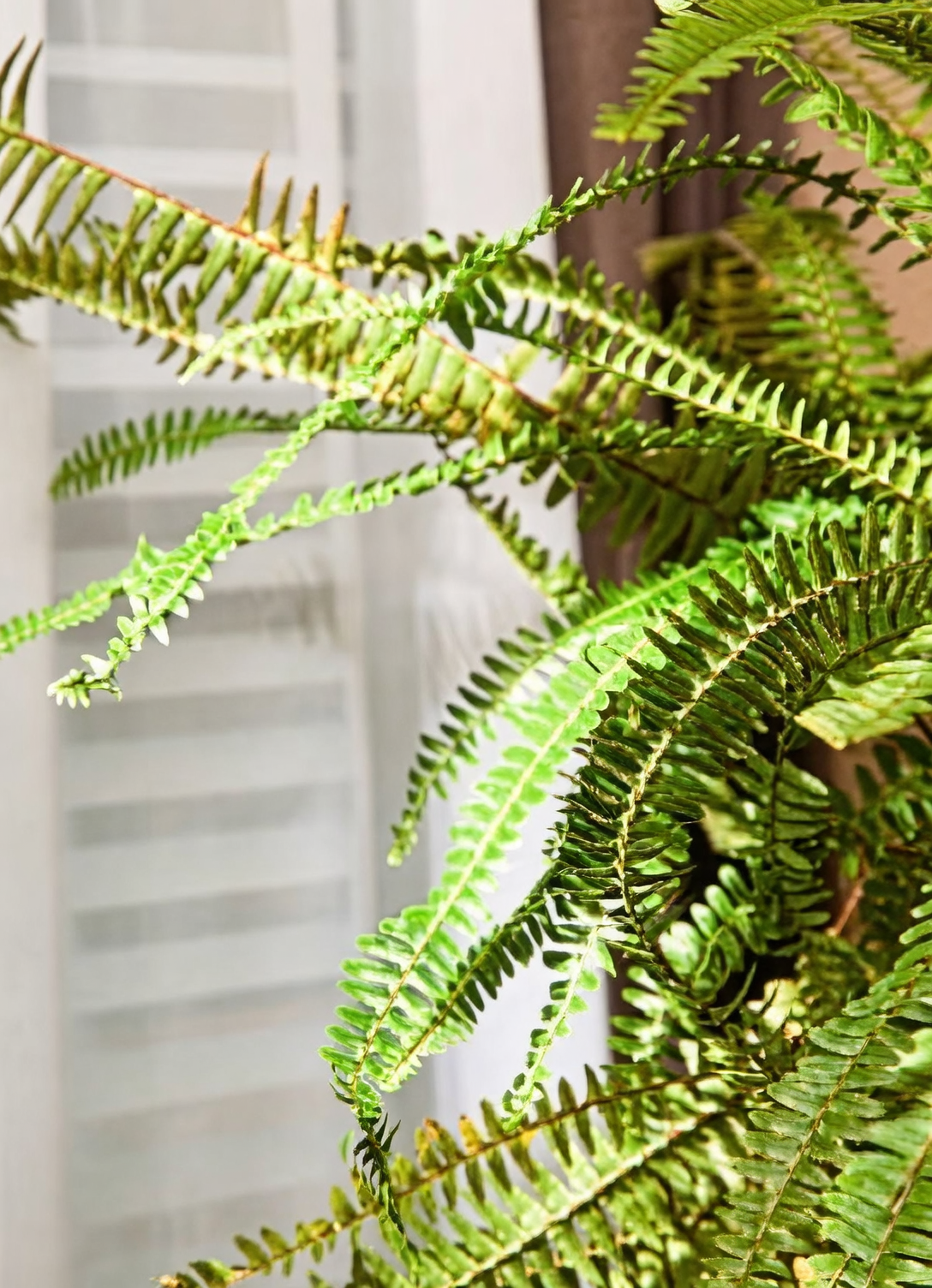 Boston fern east window morning sun