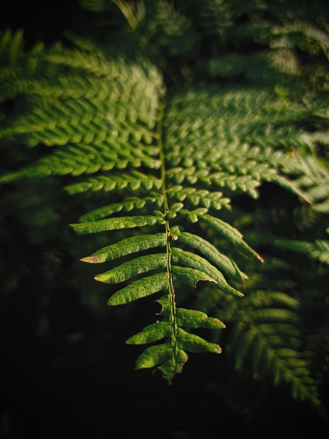 Boston fern on north windowsill