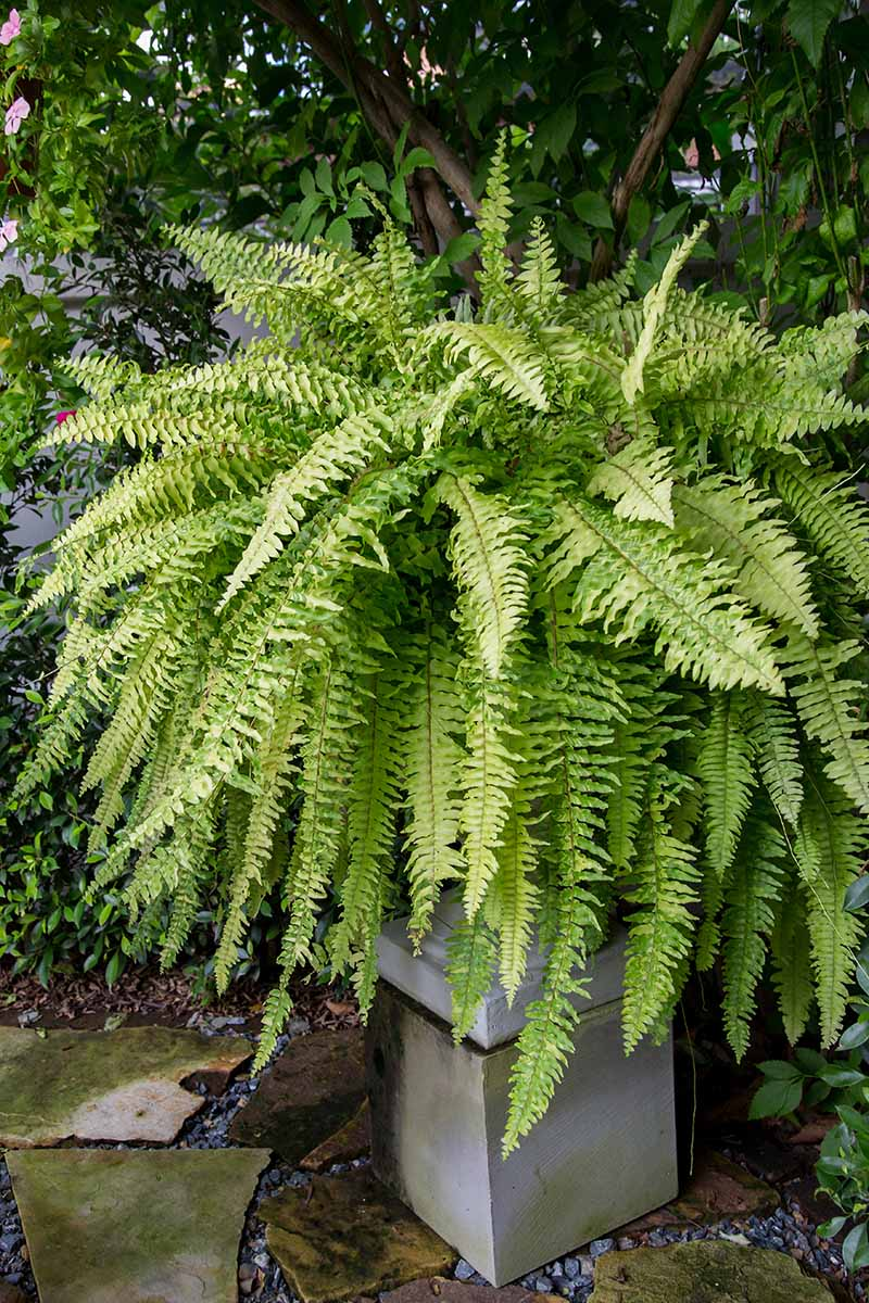 Boston fern outdoor dappled shade