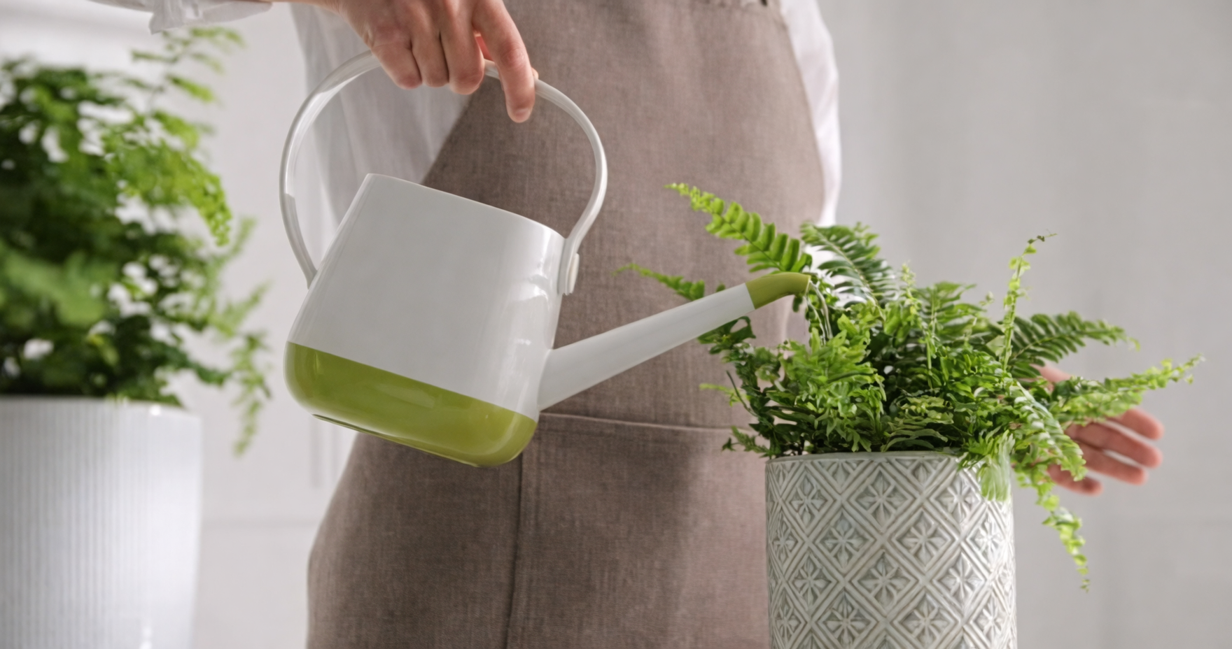 boston fern shower rinse leaves