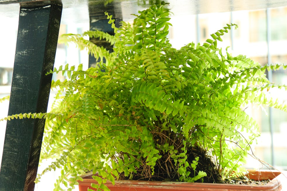 boston fern humidifier fan