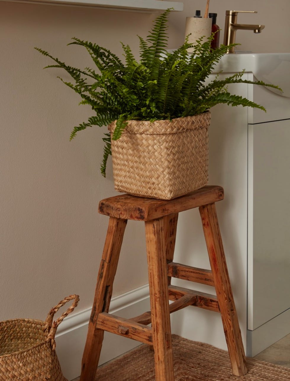 boston fern pot flushing sink