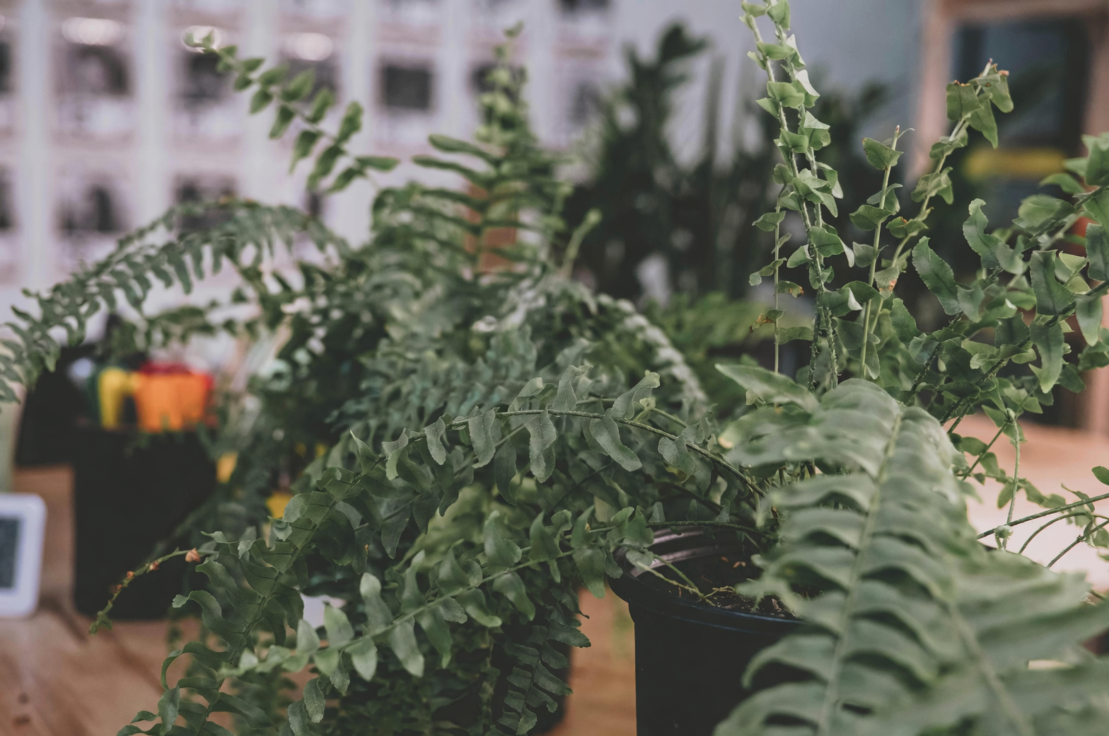 From Chance Sport to Porch Icon: How Boston Fern Won the Victorian Fern Craze