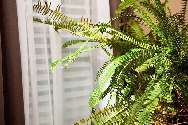 boston fern arching fronds close-up