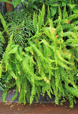 boston fern sori underside close-up