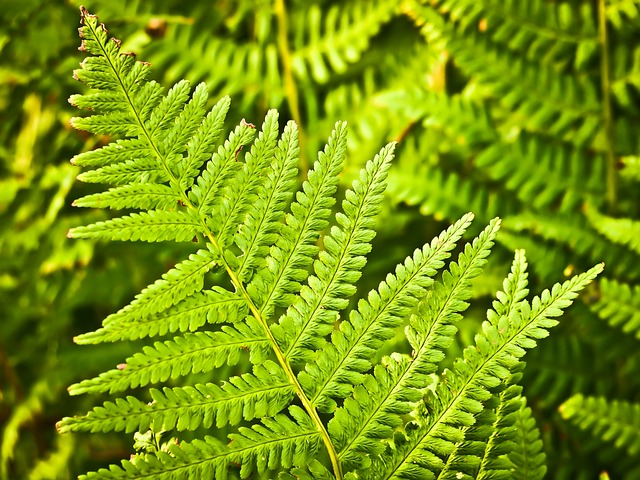 boston fern sori underside close-up