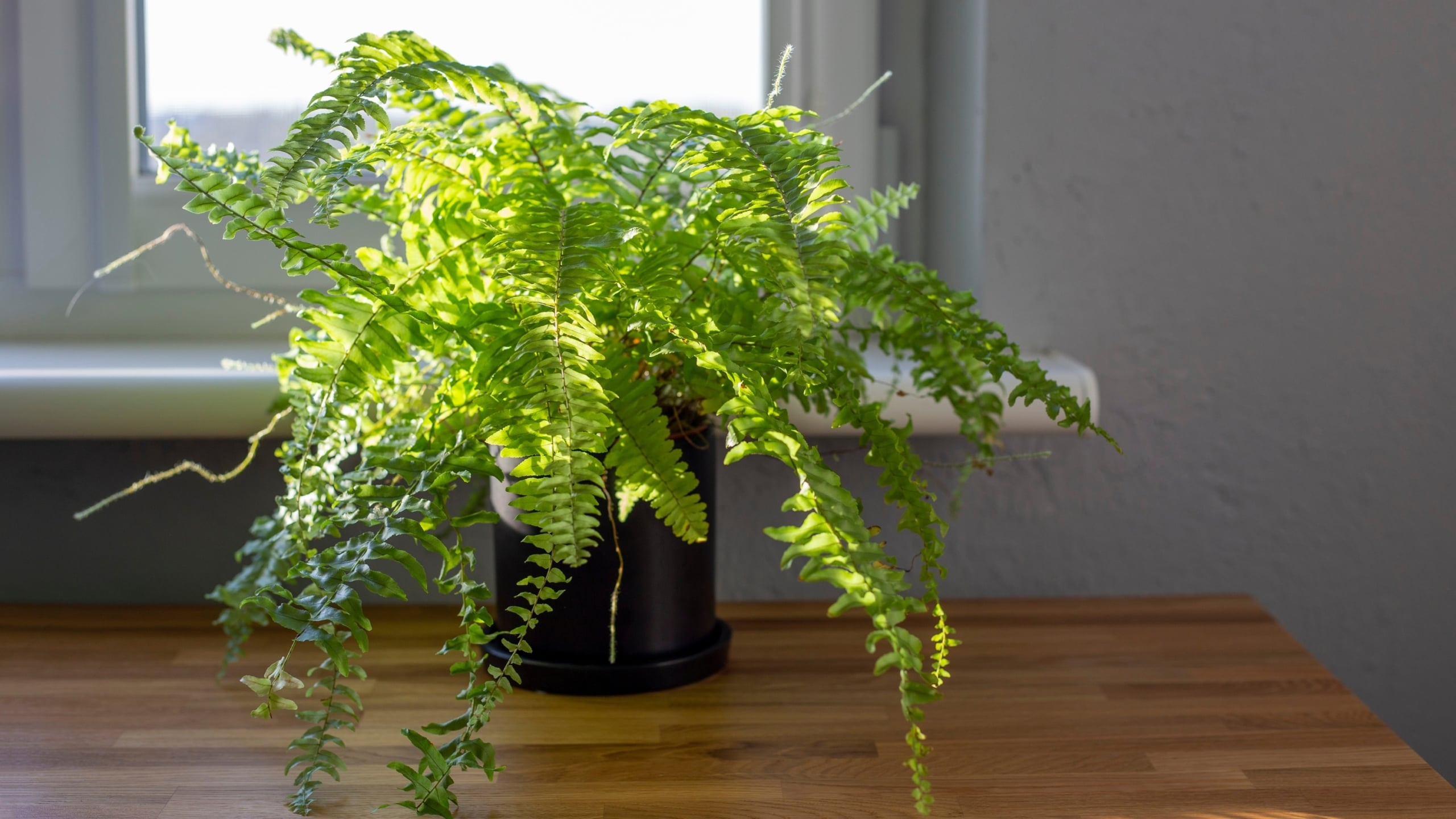 boston fern east window filtered light