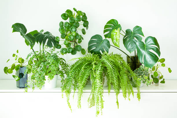 What Does a Boston Fern “Say”? Flower Language Origins, Feng Shui, and Modern Meanings
