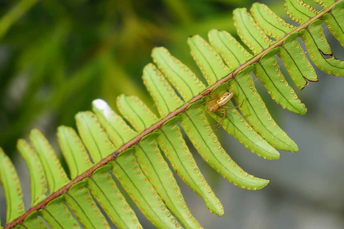 Boston fern underside spores close-up