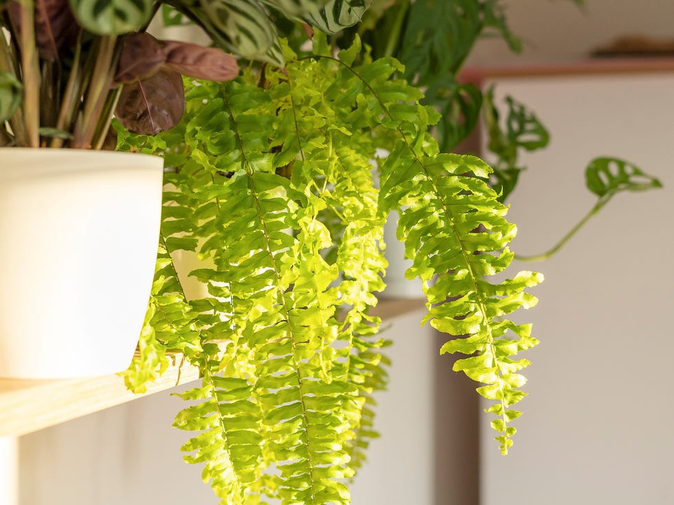 Boston fern bathroom shelf