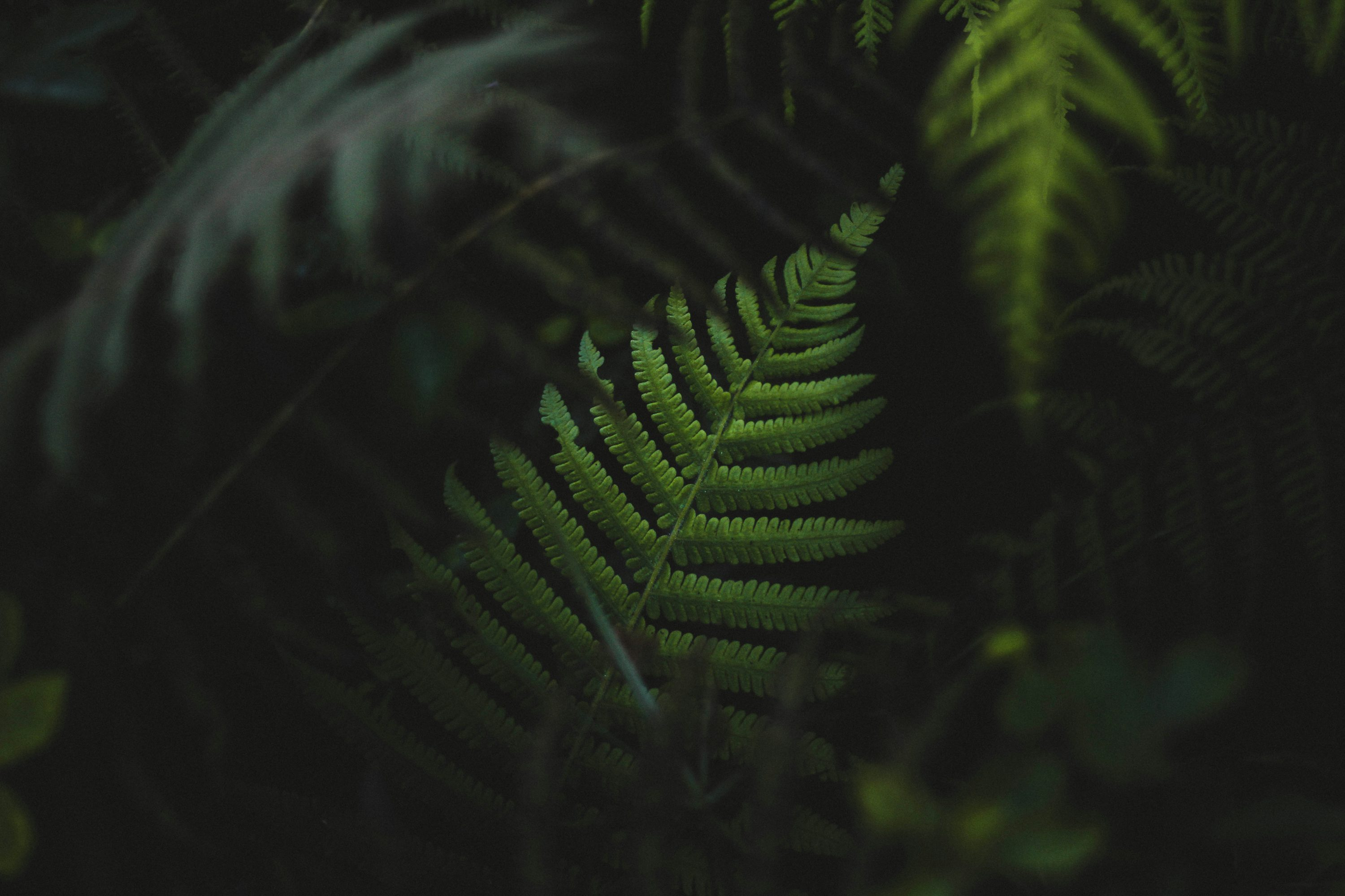 Boston fern misting hands