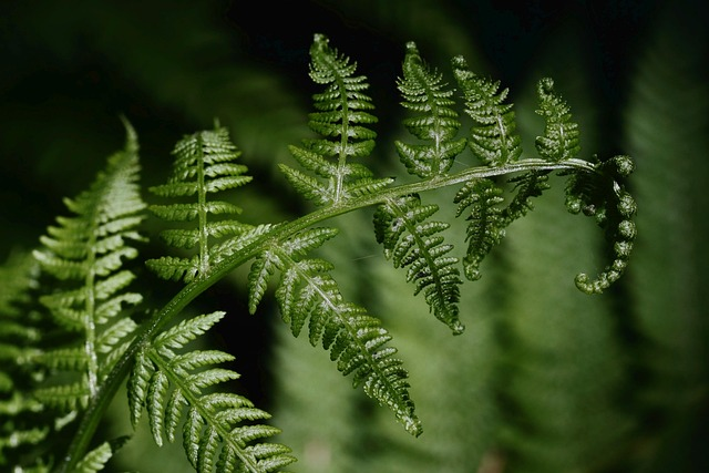 Boston fern division cutting roots