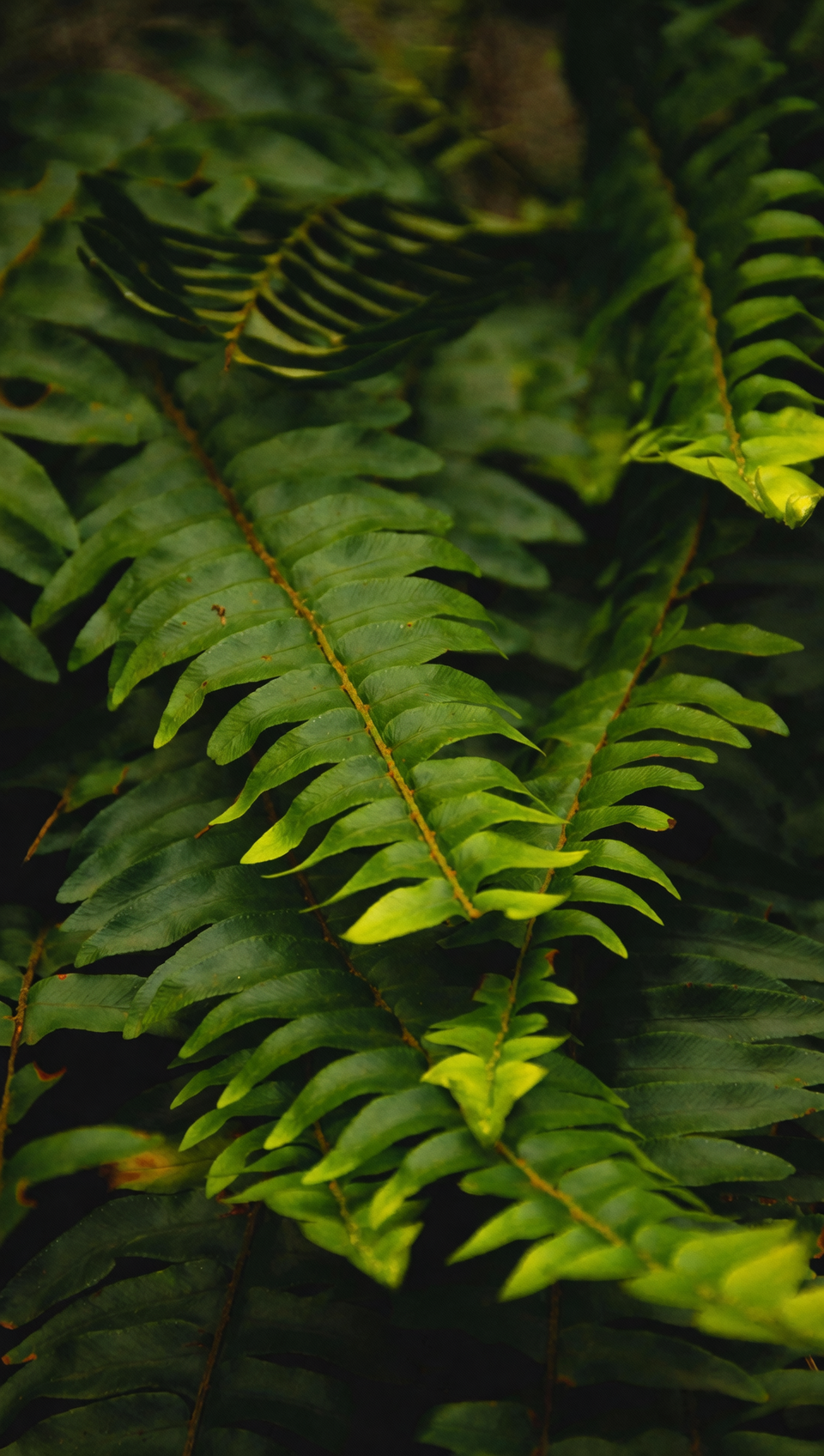 Boston fern runner plantlet pinning