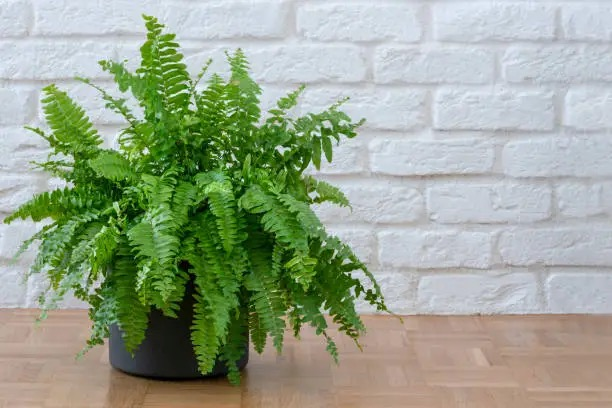 Boston fern potting mix ingredients