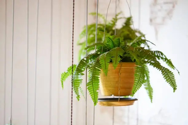 boston fern macrame hanging basket