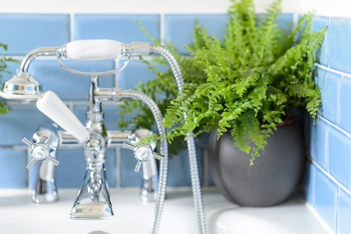 boston fern bathroom shelf steam