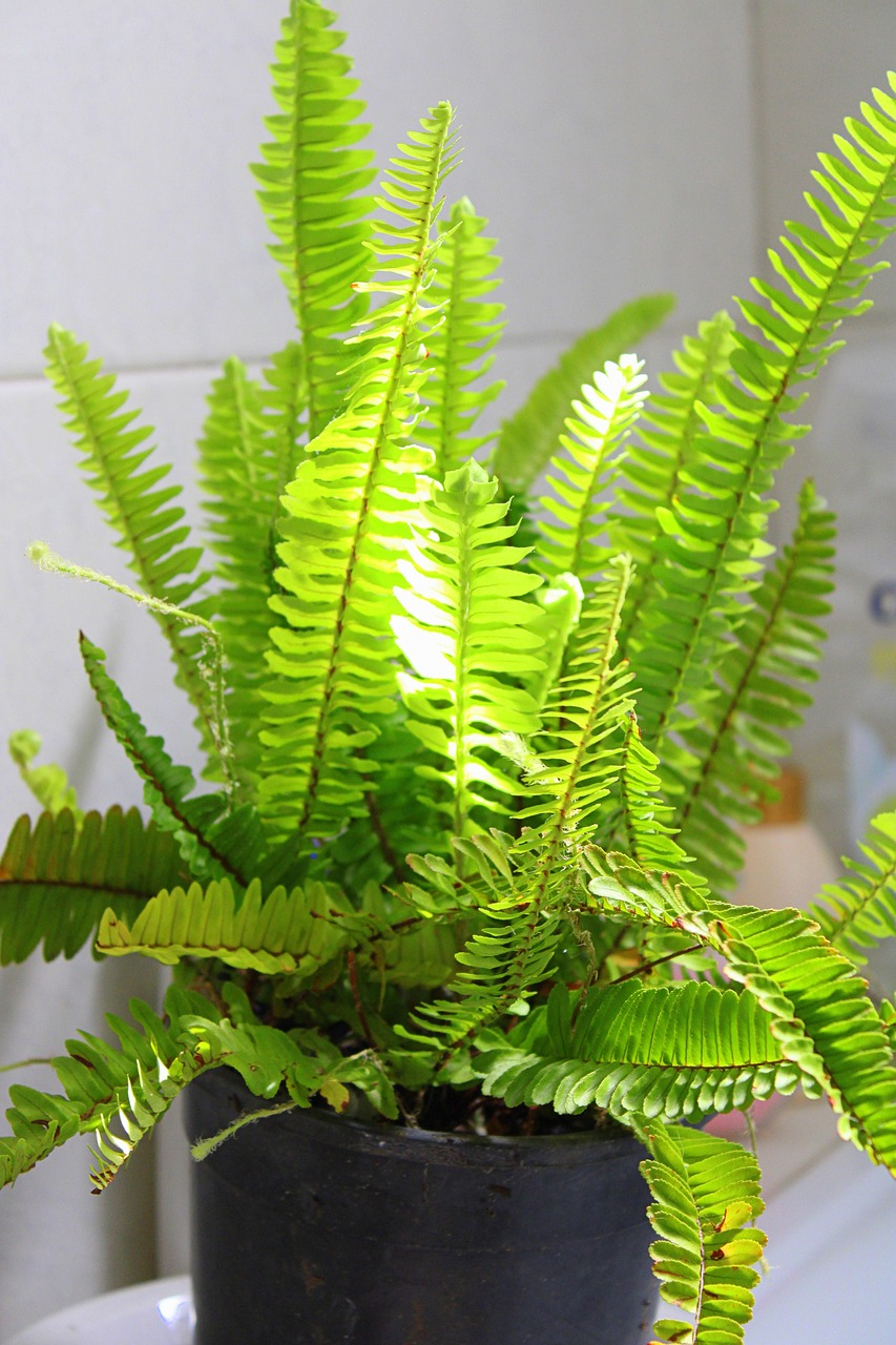 boston fern mirror reflection bathroom
