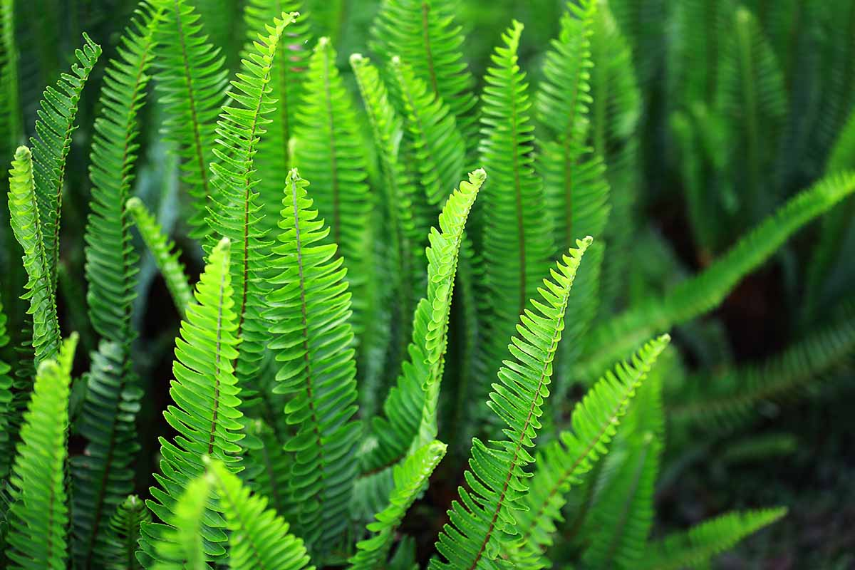 boston fern fronds close up