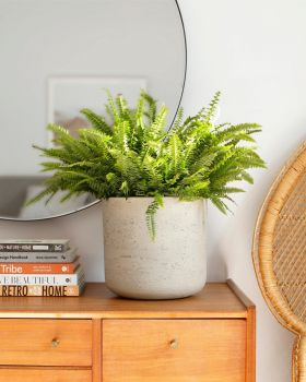 boston fern lab chamber