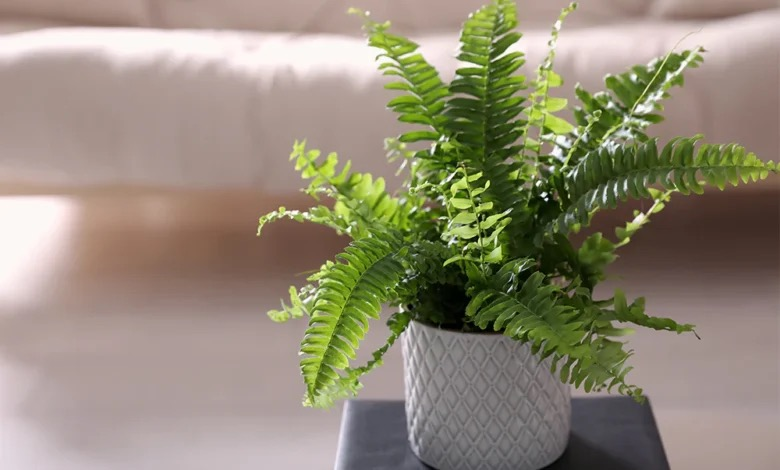 boston fern rinsing fronds sink
