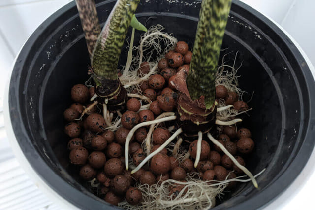 boston fern potting in leca
