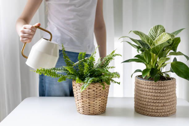boston fern liquid fertilizer dosing