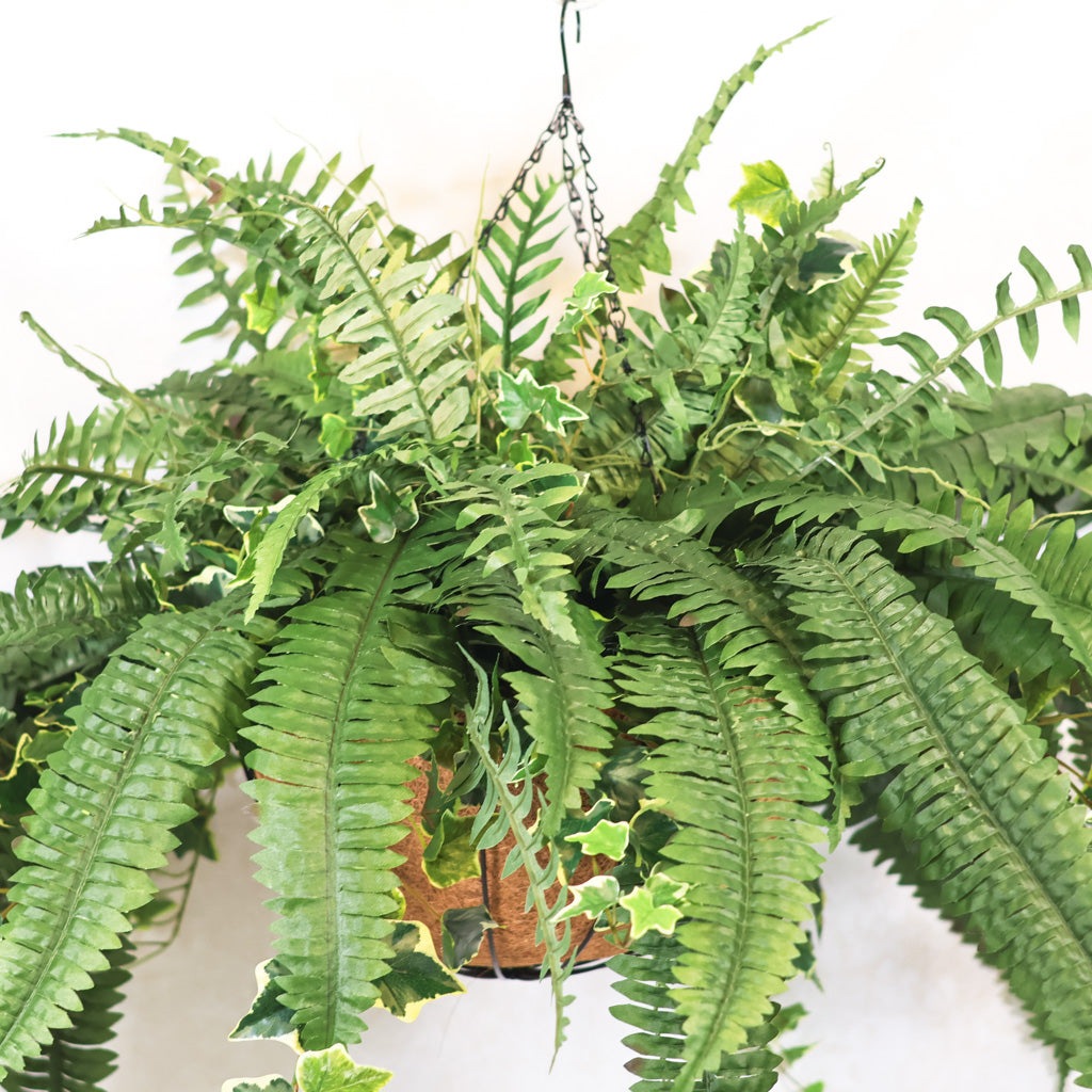 boston fern hanging basket indoors