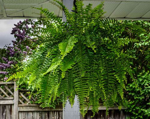 Sunburn to Cold Snaps: Growing Boston Ferns Outdoors Without the Drama