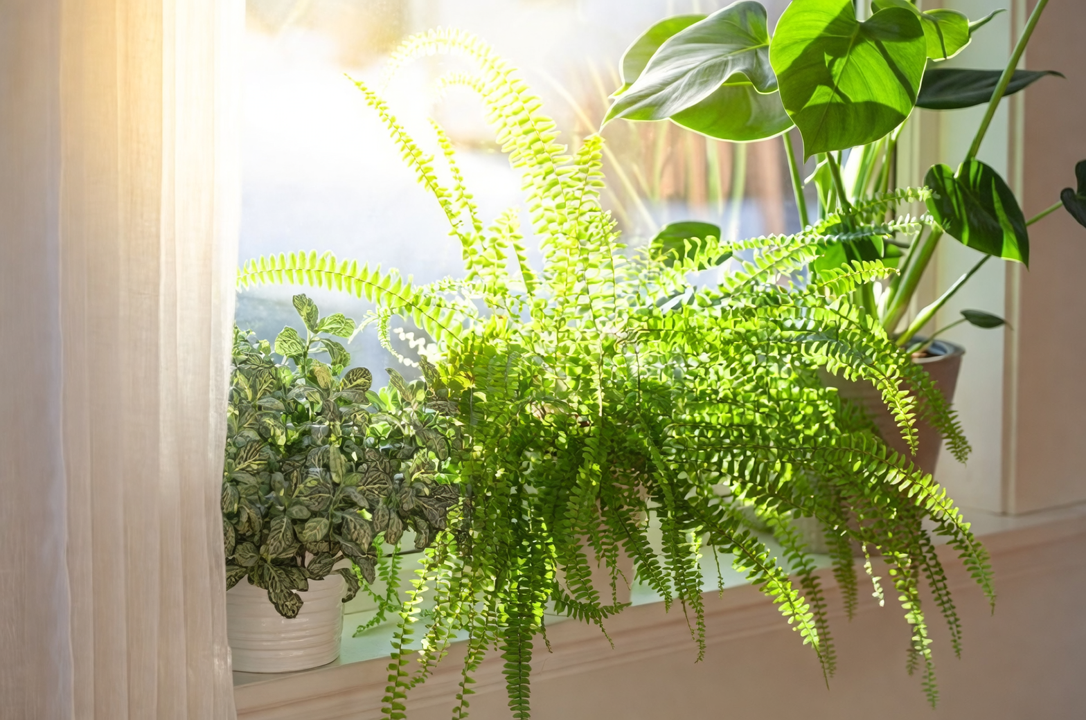 boston fern indoor bright window