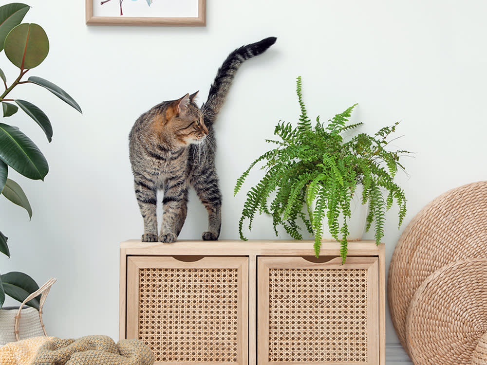 Pet Parents Rejoice: Designing a Boston Fern Jungle That’s Safe for Cats and Dogs