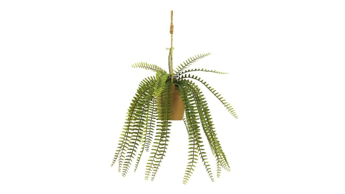 boston fern hanging basket ceiling hook