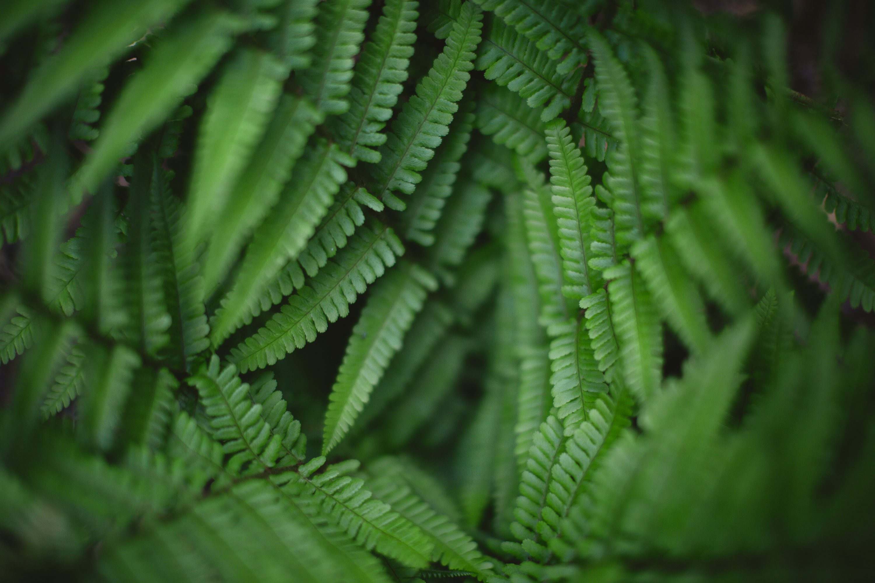 boston fern fronds close-up water droplets