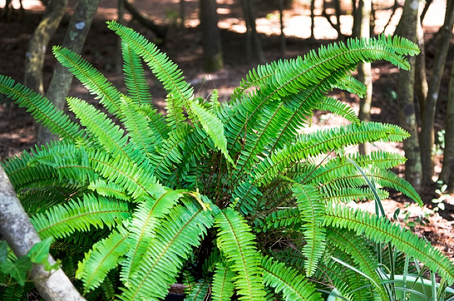 boston fern rainforest understory