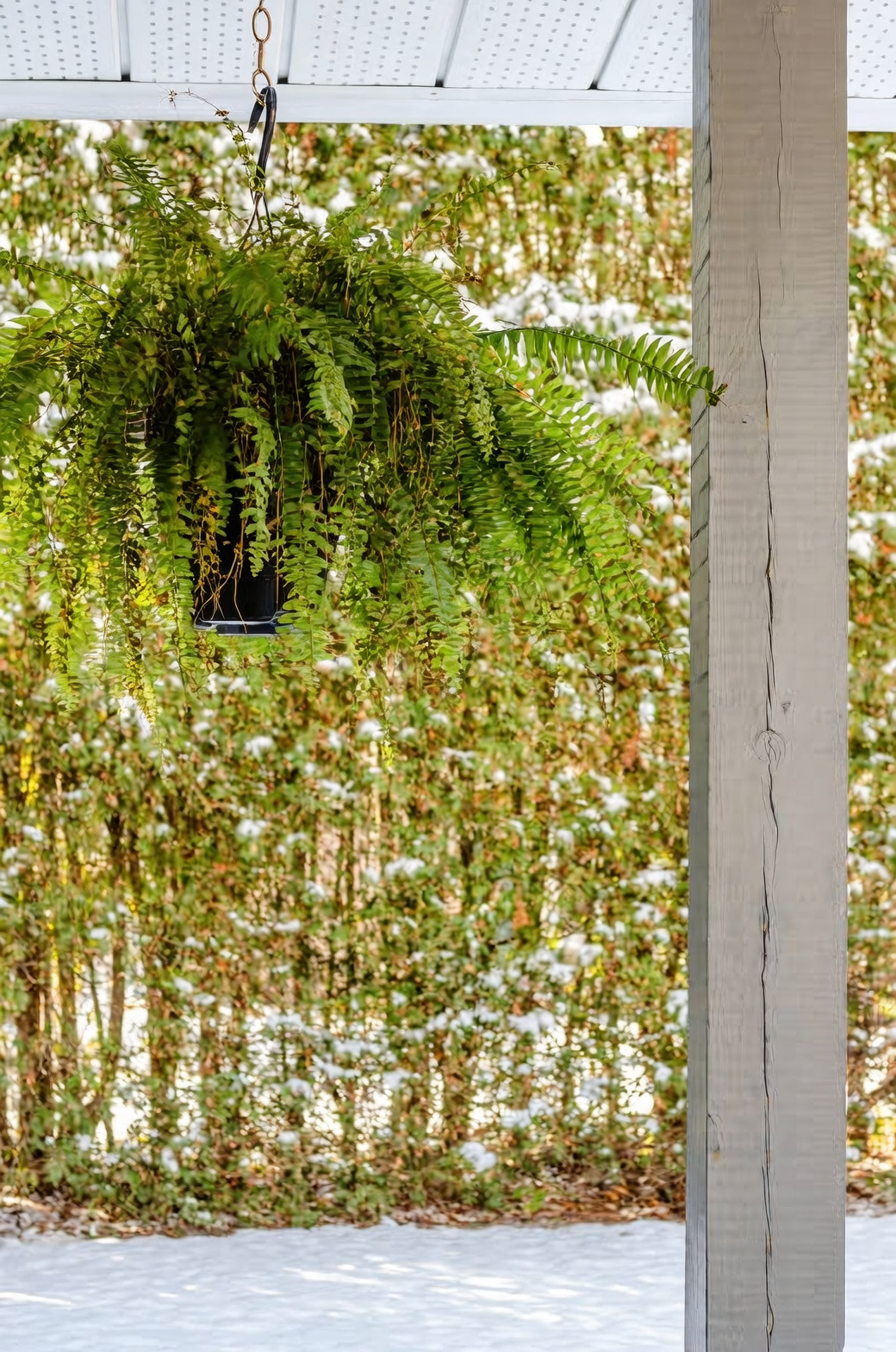 boston fern hanging porch entrance
