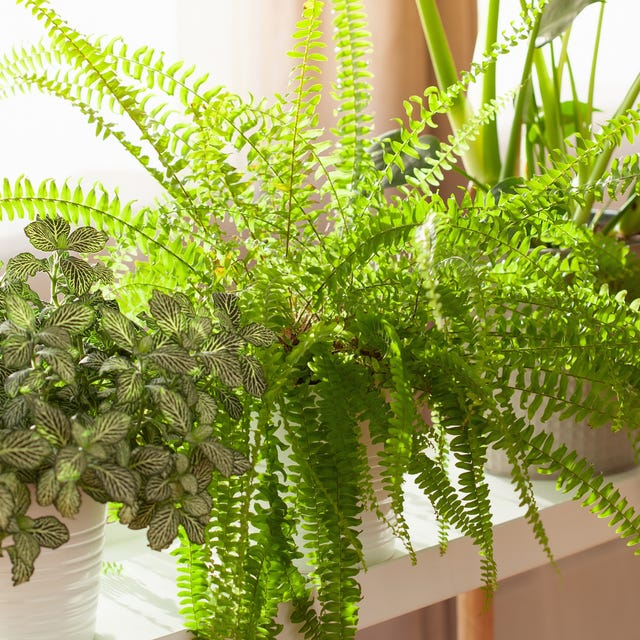 boston fern bathroom window