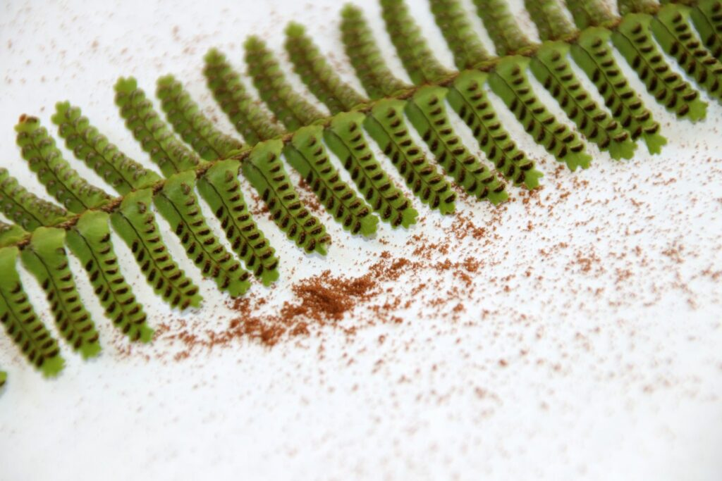 boston fern leaf underside spores