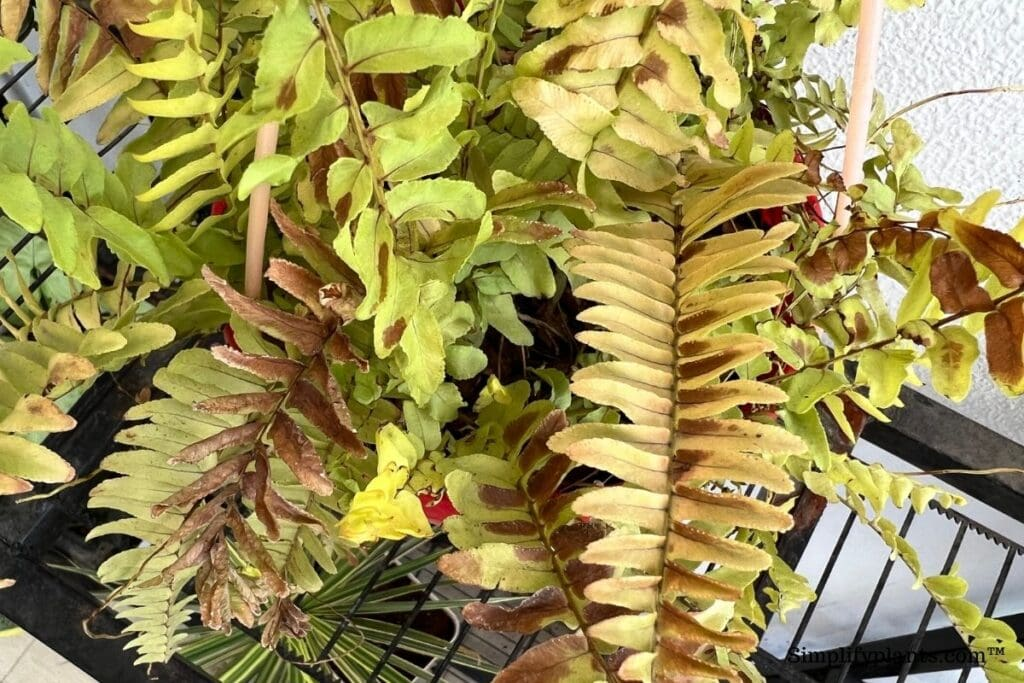 boston fern yellow leaves wilted fronds