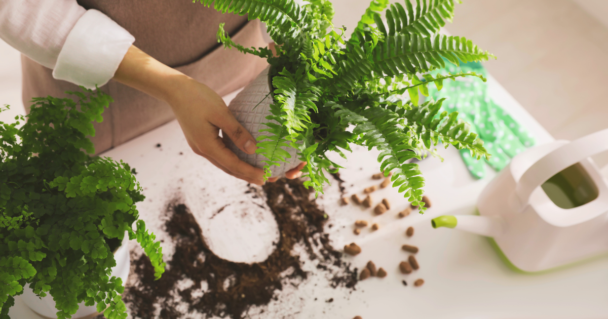 boston fern division roots hands