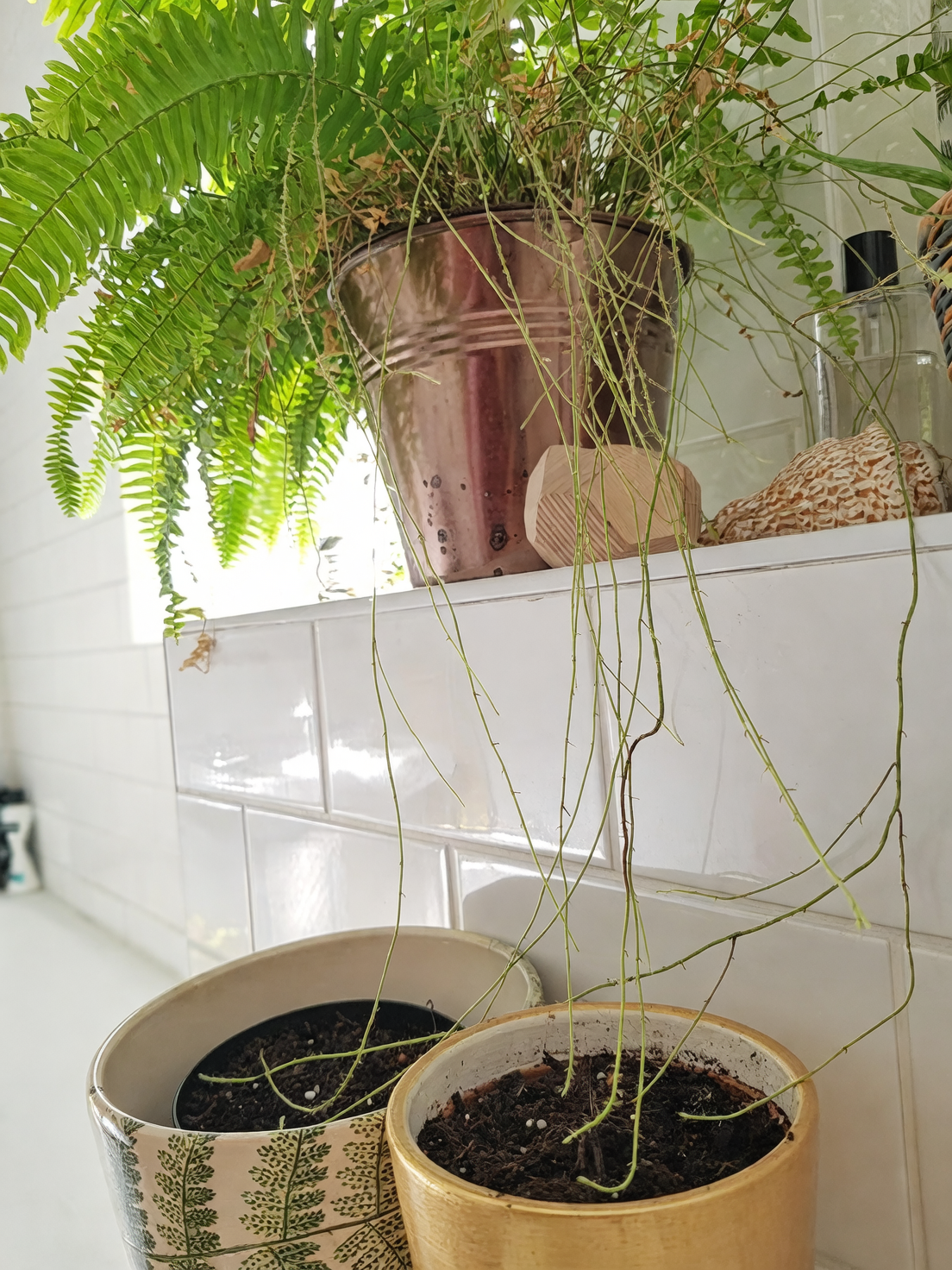 boston fern stolon layering pot