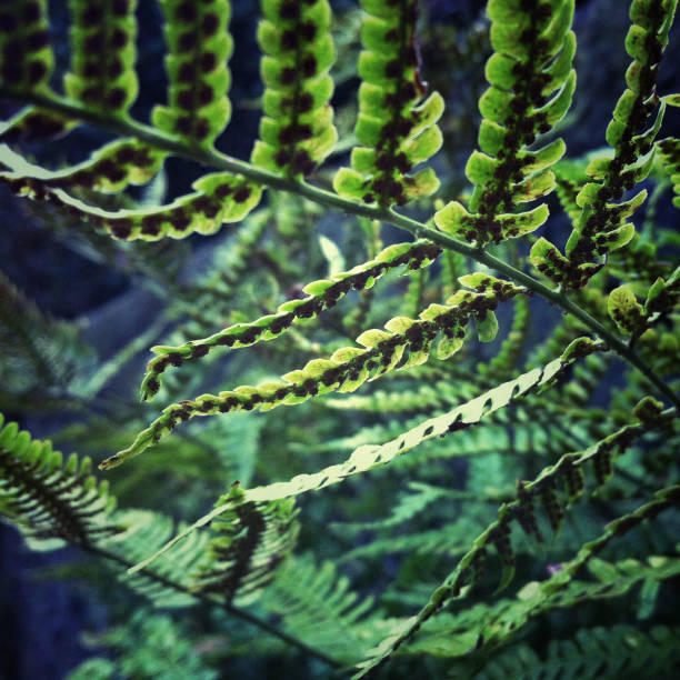 boston fern sori underside macro