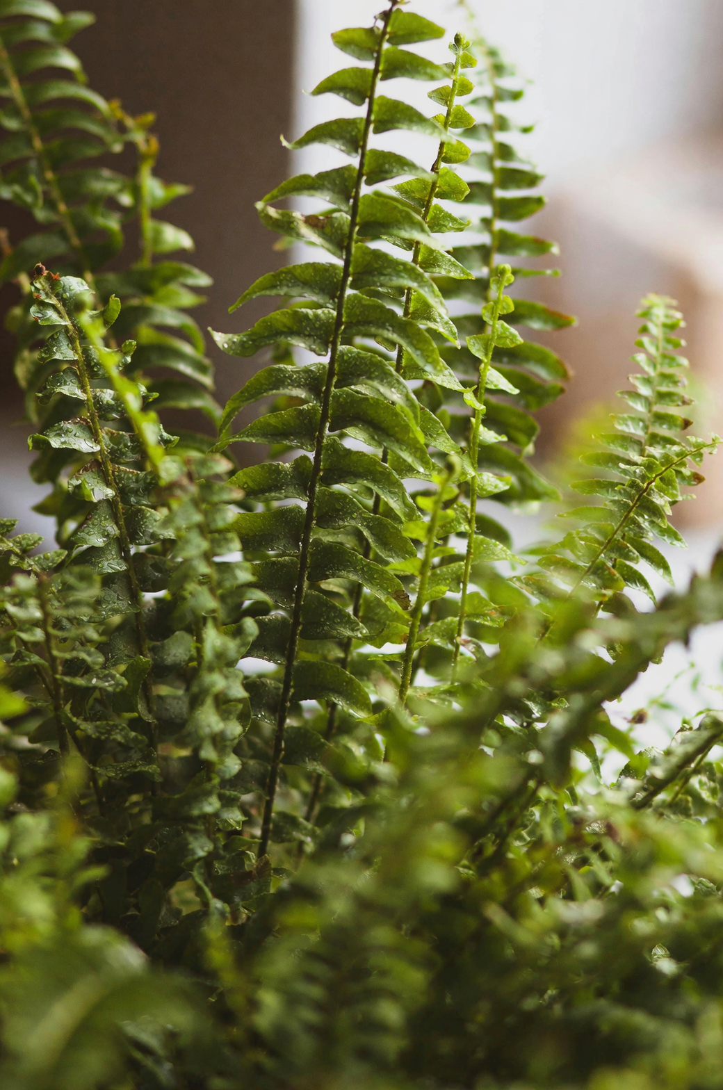 boston fern bright indirect window