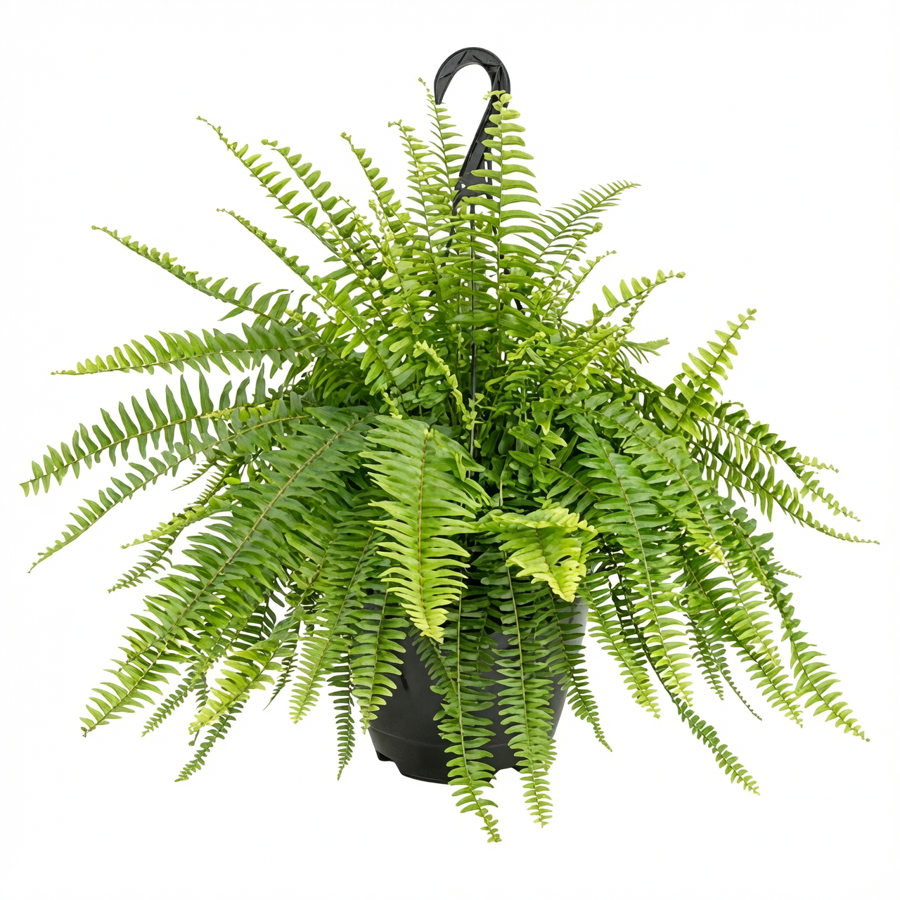 boston fern bathroom hanging basket