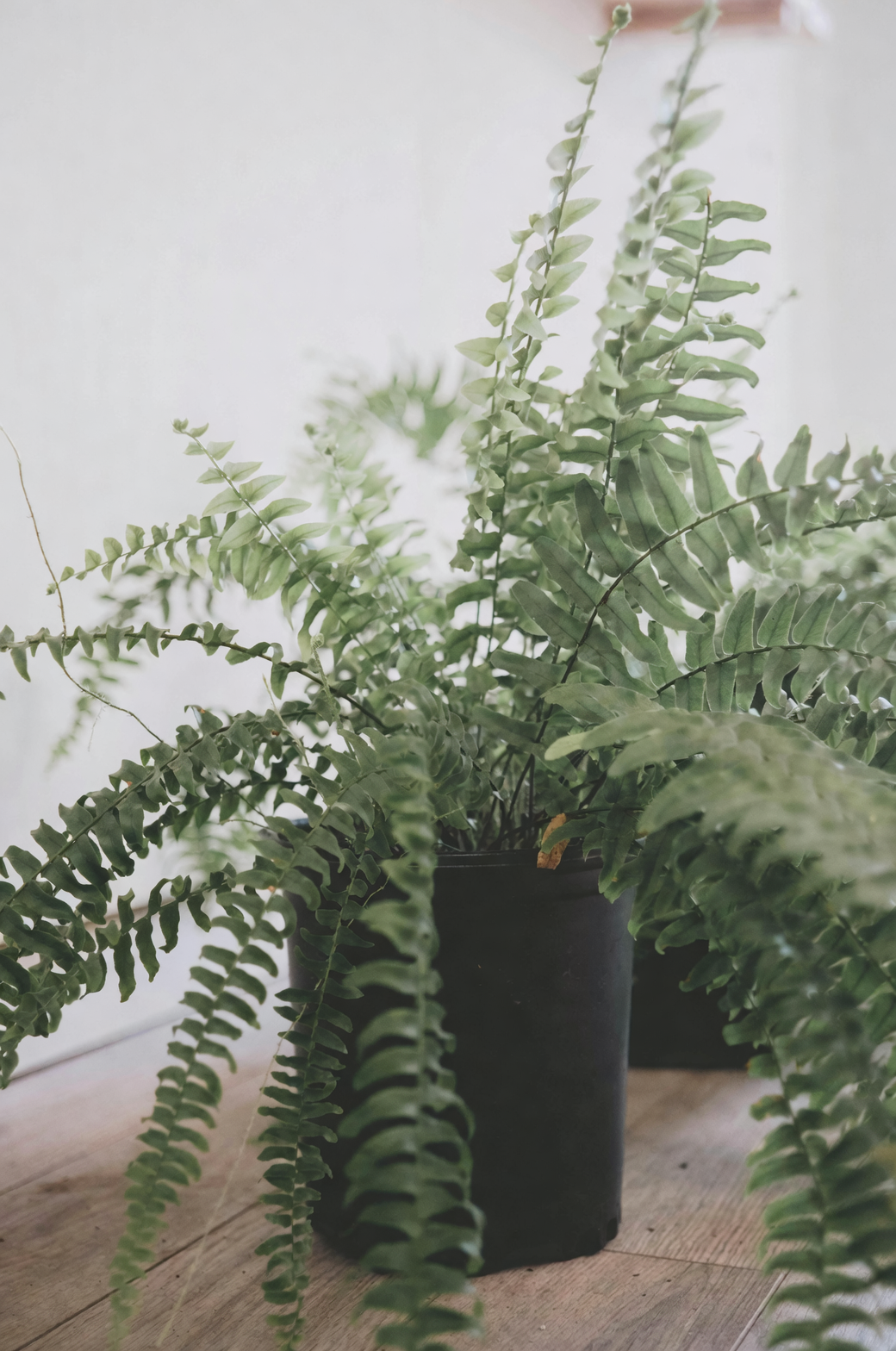 boston fern on office desk