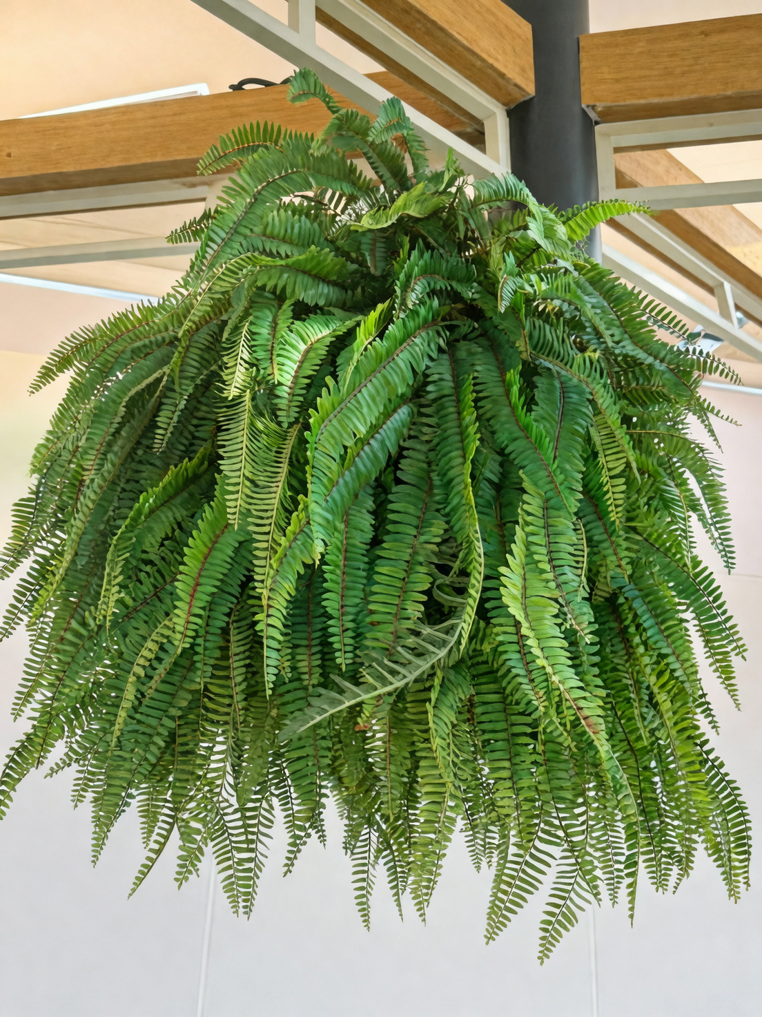 水培也能爆盆？波士顿蕨无土栽培避坑与养成