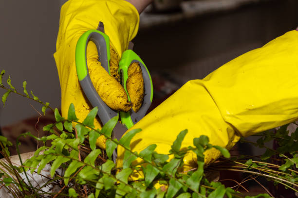 boston fern roots cleaning hands
