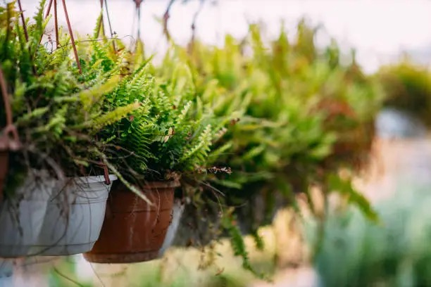 boston fern semi hydro pumice vermiculite