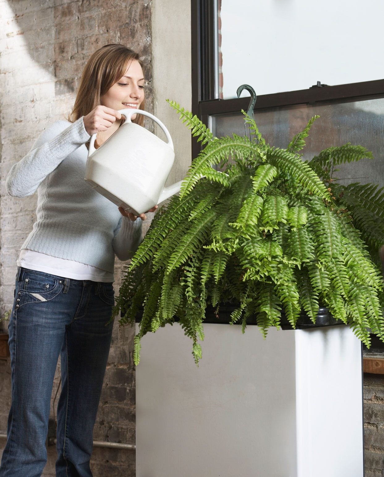 boston fern watering semi hydro pot