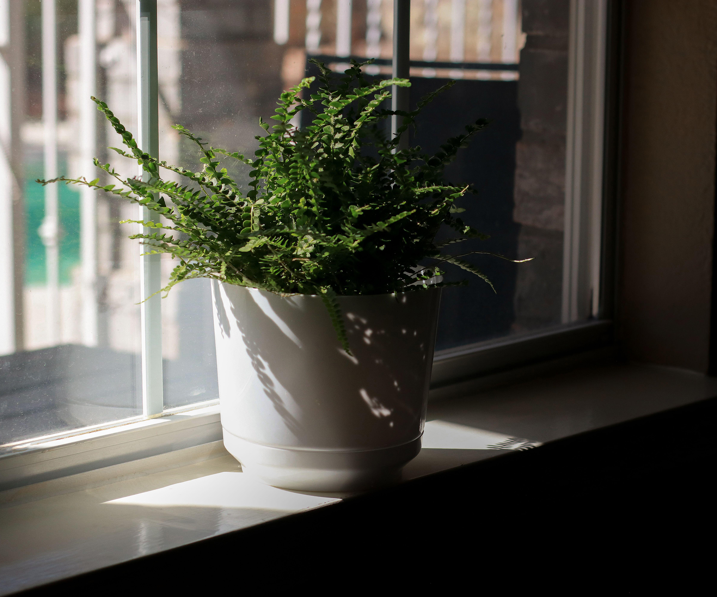 boston fern east window light